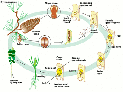 How do angiosperms reproduce?